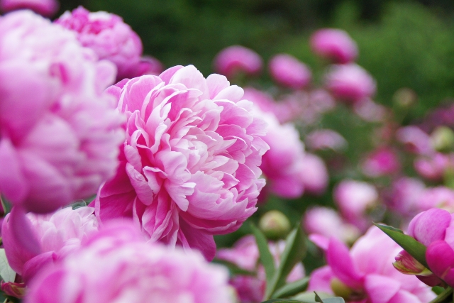 976826c65fda4503732eb56741a175e6_s