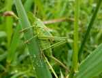 blade of grass blur close up dew
