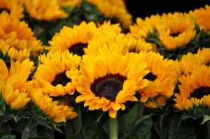 yellow sunflowers