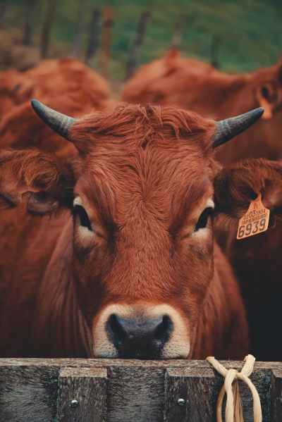 selective focus photo of a brown cow